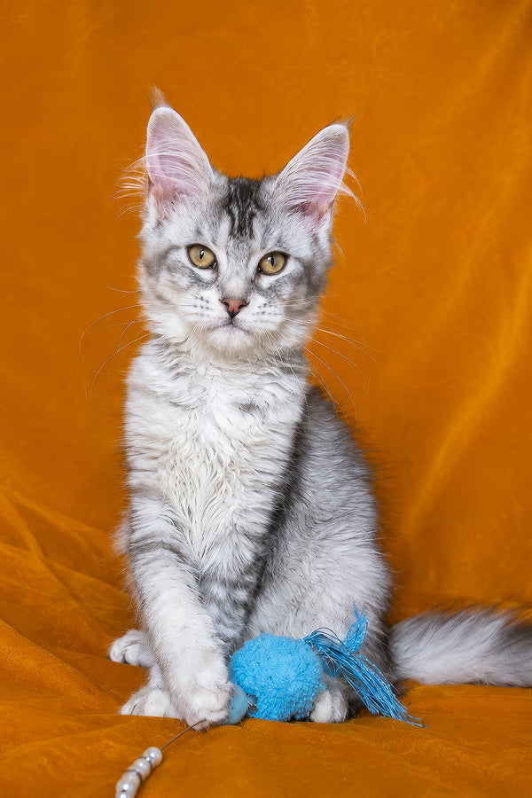 Gilded | Maine Coon Kitten