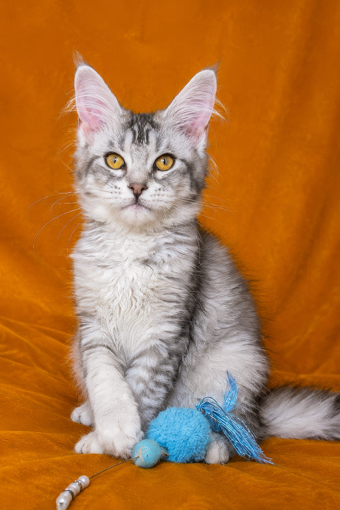 Gilded | Maine Coon Kitten