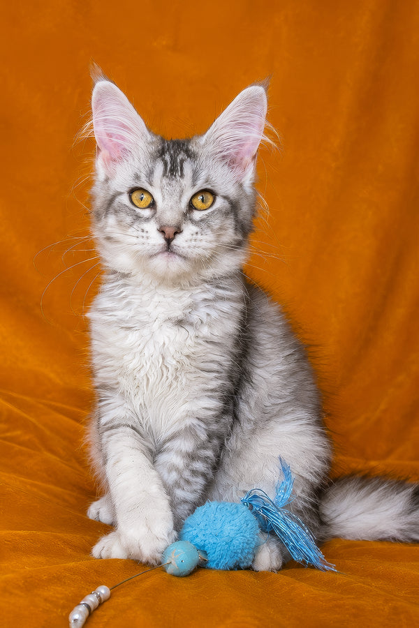 Gilded | Maine Coon Kitten