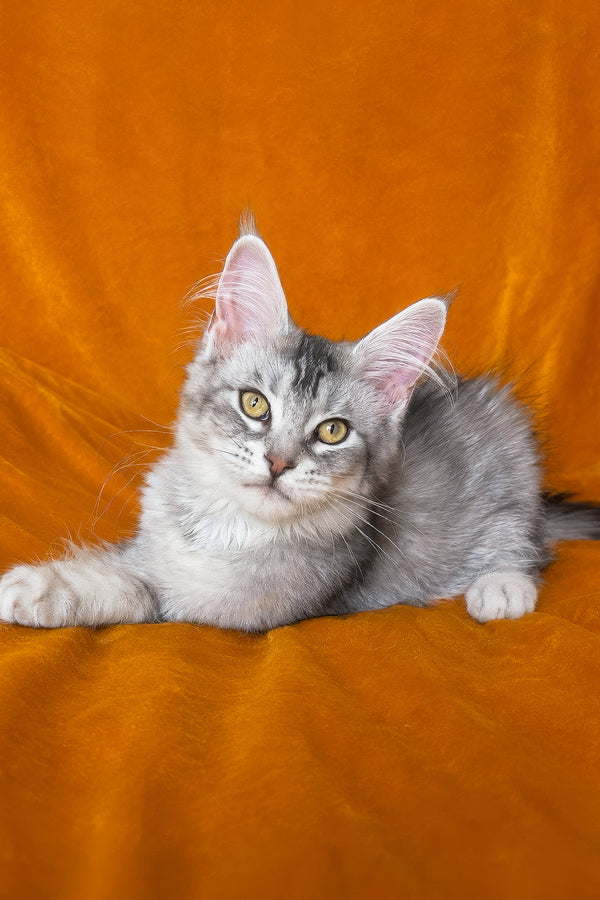 Gilded | Maine Coon Kitten