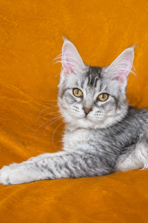 Gilded | Maine Coon Kitten