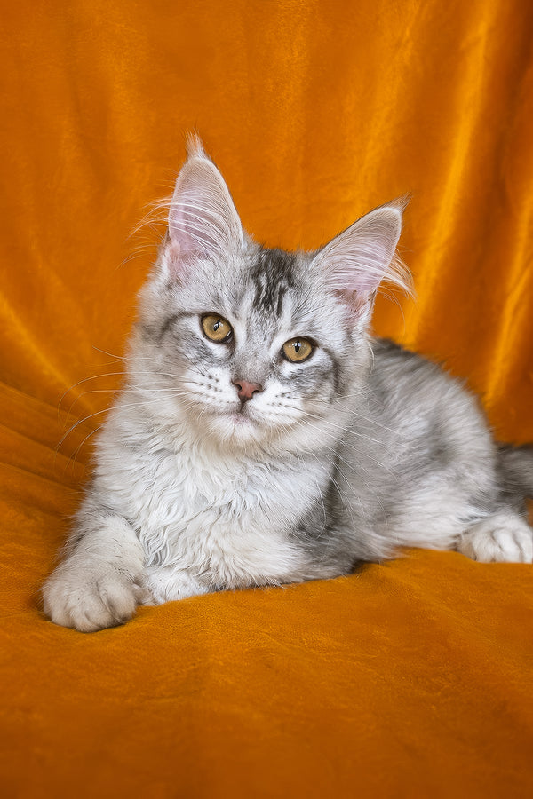Gilded | Maine Coon Kitten