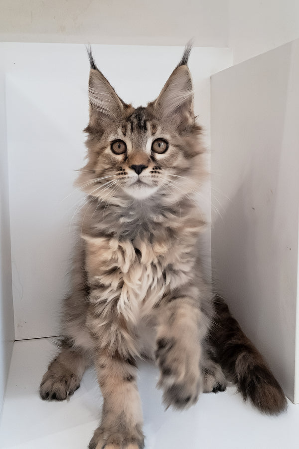 Gladys | Maine Coon Kitten