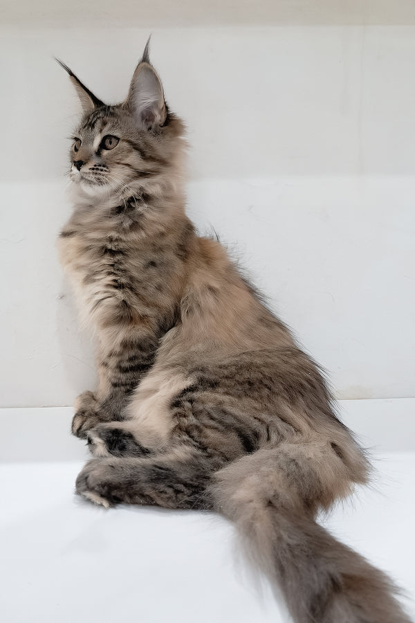 Gladys | Maine Coon Kitten