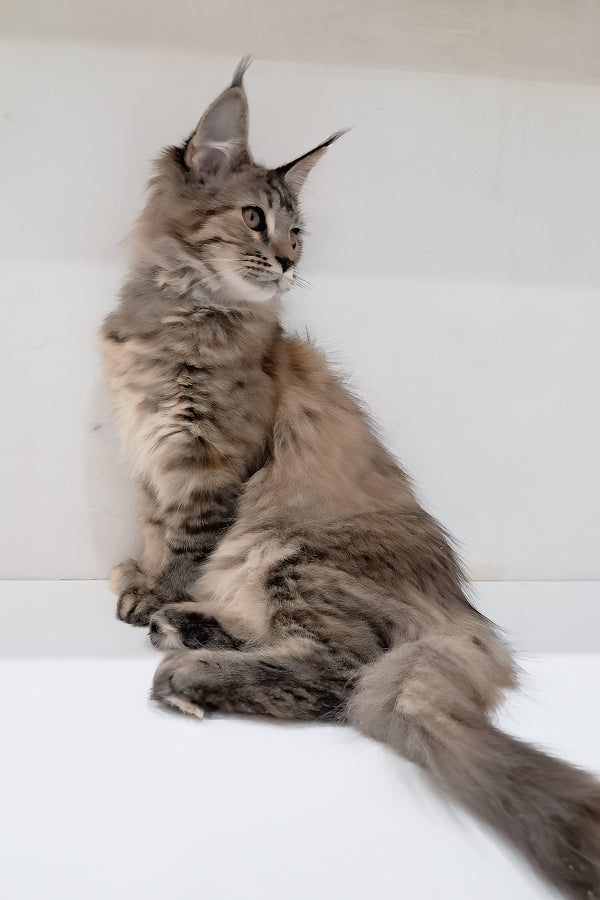 Gladys | Maine Coon Kitten