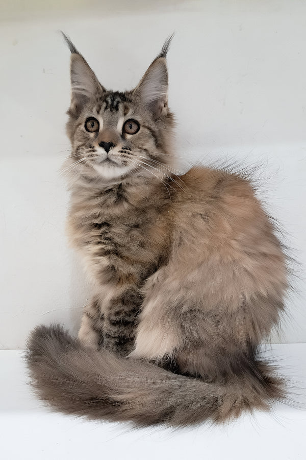 Gladys | Maine Coon Kitten
