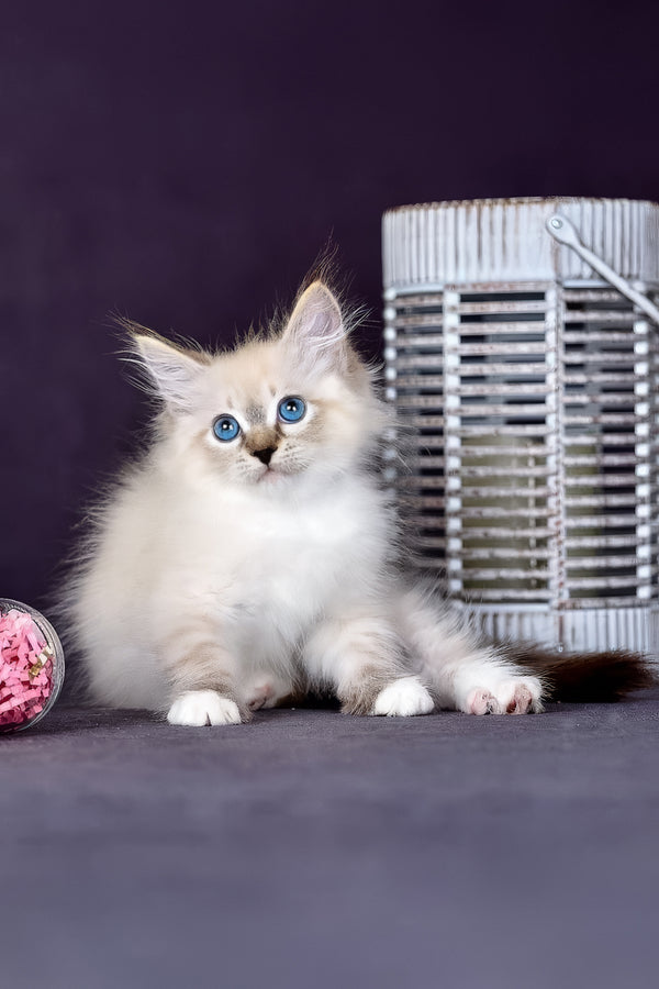 Gloria | Siberian Kitten