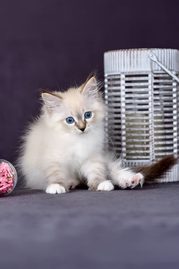 Gloria | Siberian Kitten