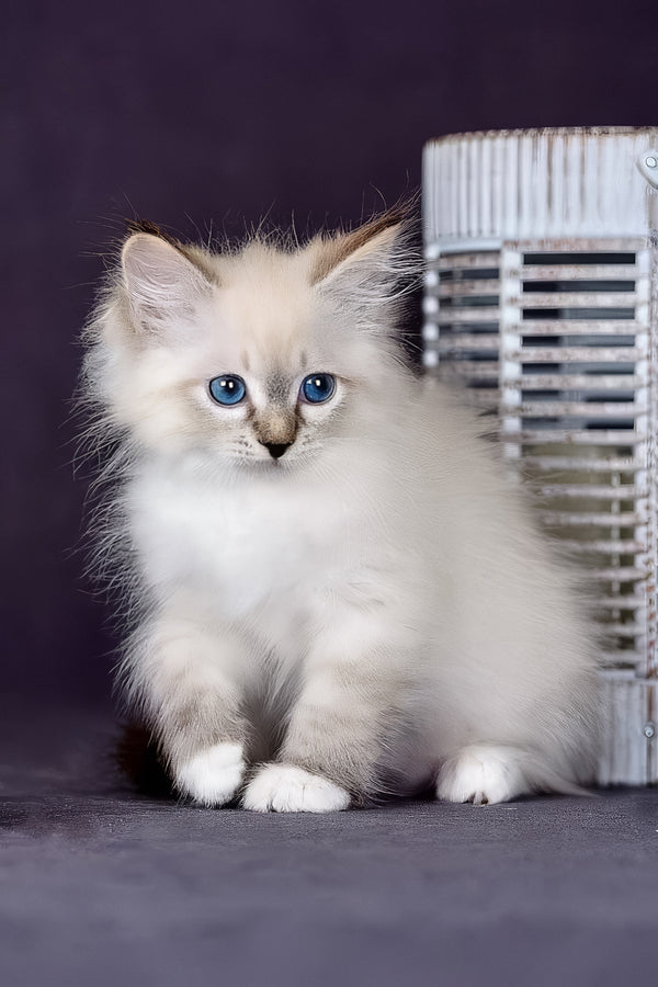 Gloria | Siberian Kitten