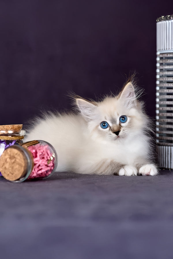 Gloria | Siberian Kitten