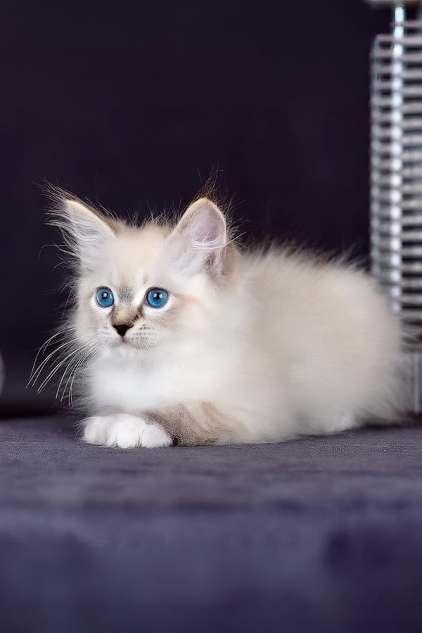 Gloria | Siberian Kitten