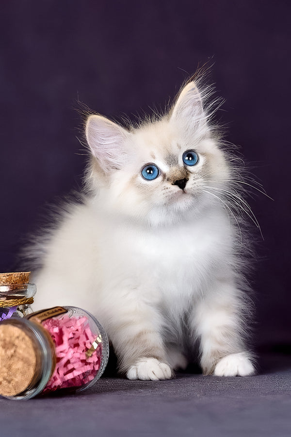 Gloria | Siberian Kitten