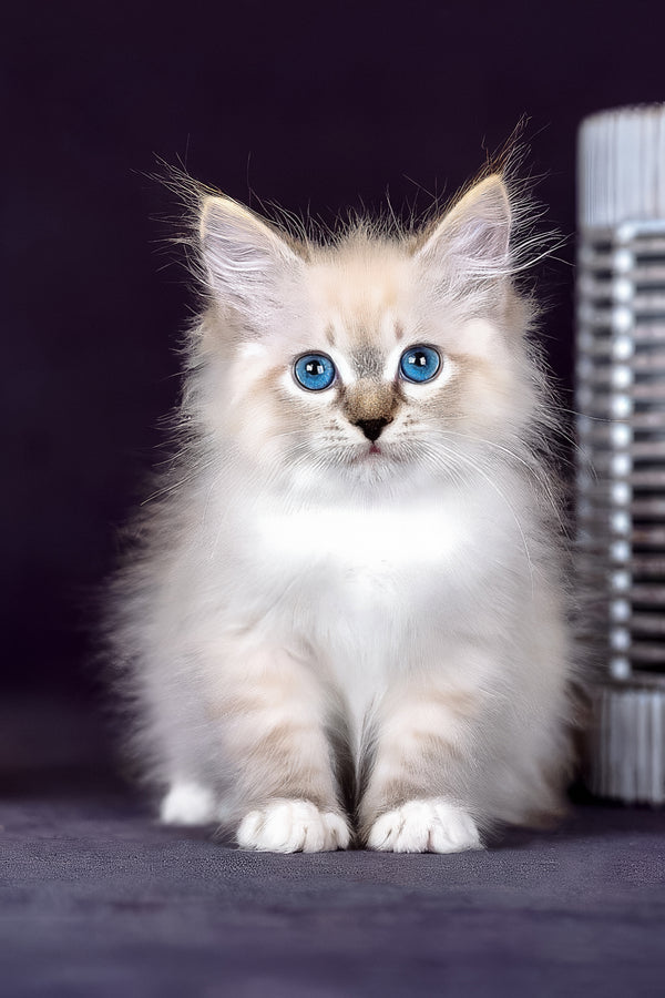 Gloria | Siberian Kitten