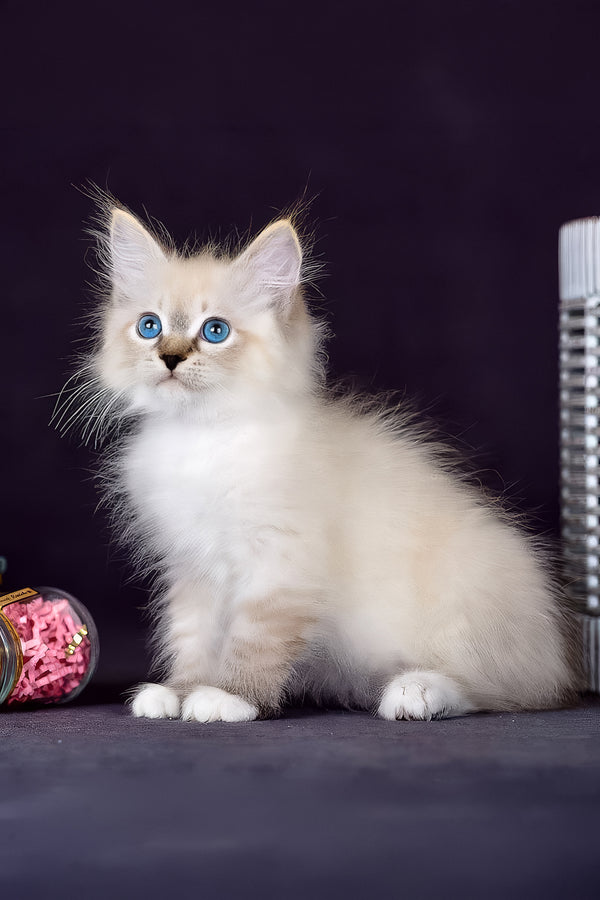 Gloria | Siberian Kitten