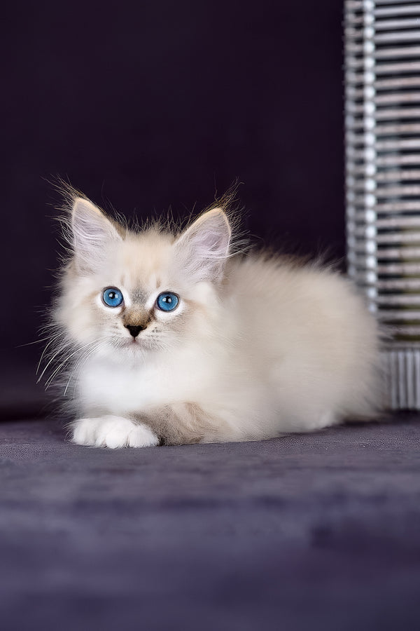 Gloria | Siberian Kitten