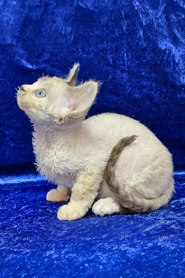 Grant | Devon Rex Kitten