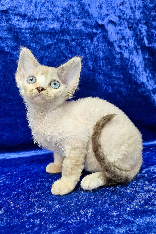 Grant | Devon Rex Kitten