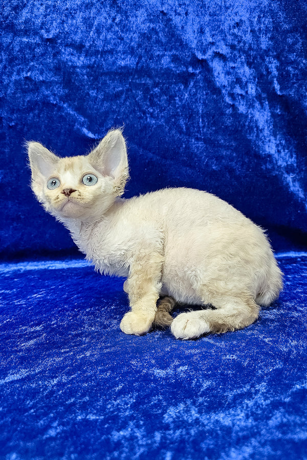 Grant | Devon Rex Kitten