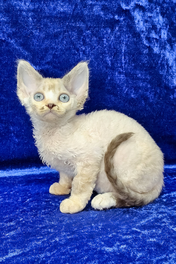 Grant | Devon Rex Kitten