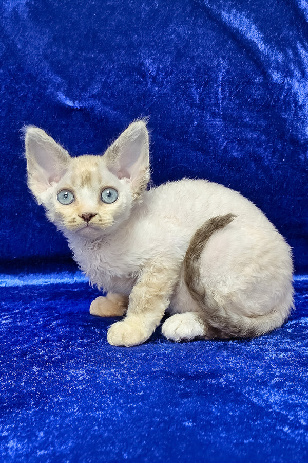 Grant | Devon Rex Kitten