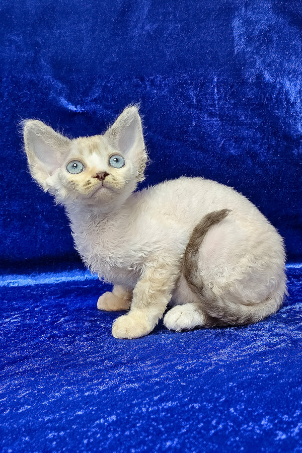 Grant | Devon Rex Kitten