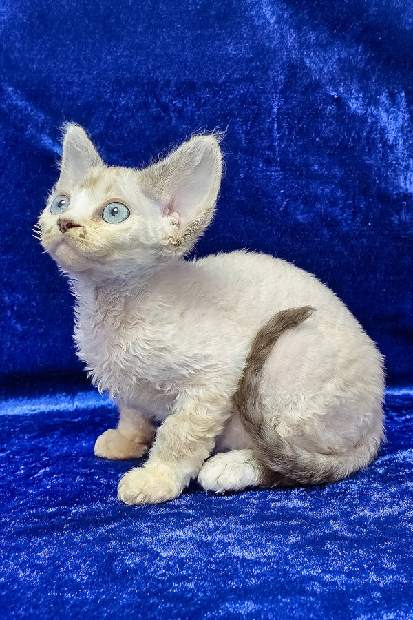 Grant | Devon Rex Kitten