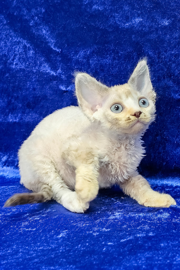 Grant | Devon Rex Kitten