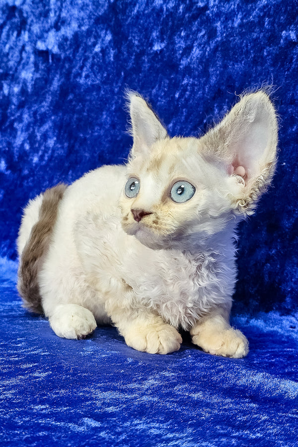 Grant | Devon Rex Kitten