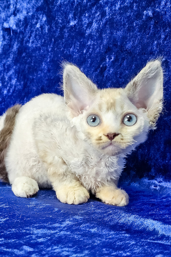 Grant | Devon Rex Kitten