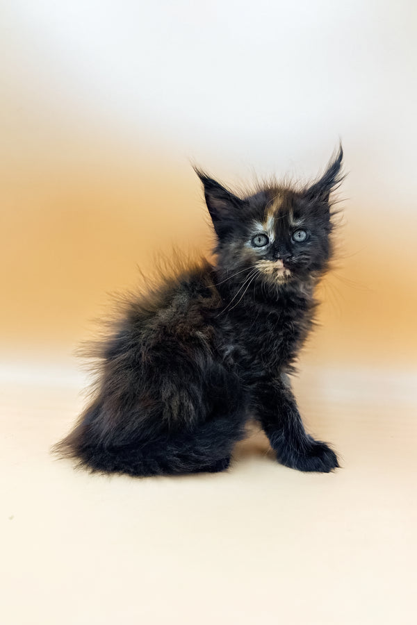 Griselda | Polydactyl Maine Coon