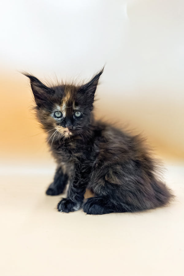 Griselda | Polydactyl Maine Coon