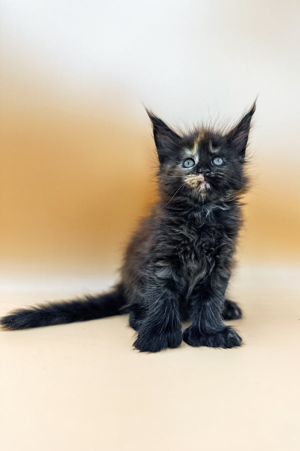 Griselda | Polydactyl Maine Coon