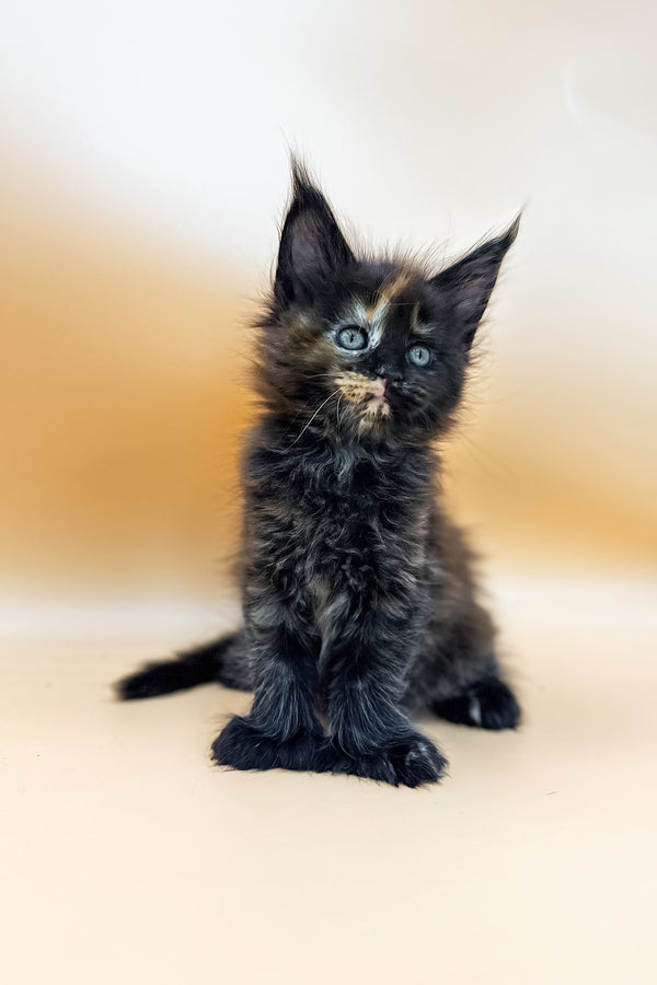 Griselda | Polydactyl Maine Coon