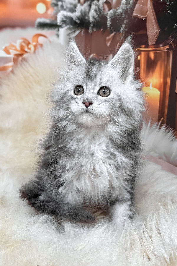 Hannah | Maine Coon Kitten