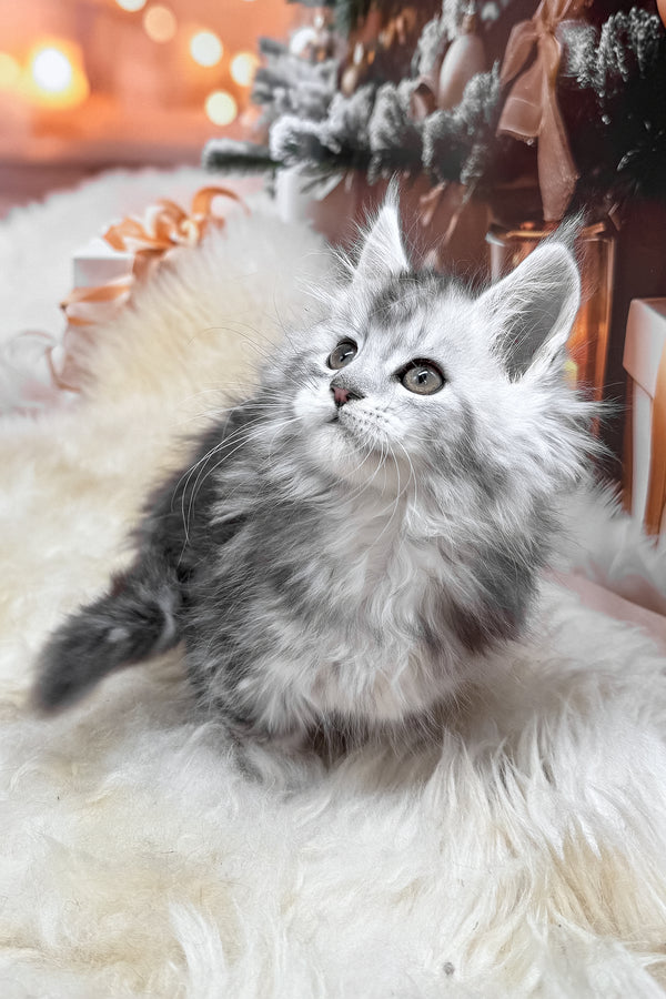 Hannah | Maine Coon Kitten