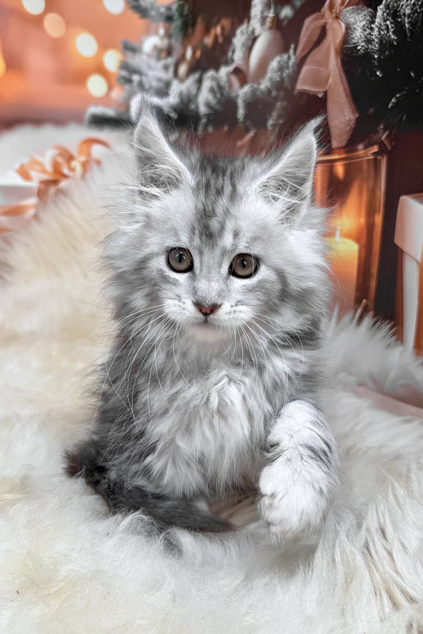 Hannah | Maine Coon Kitten