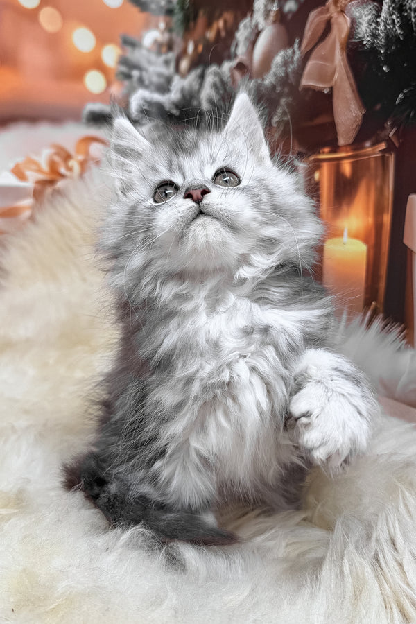 Hannah | Maine Coon Kitten