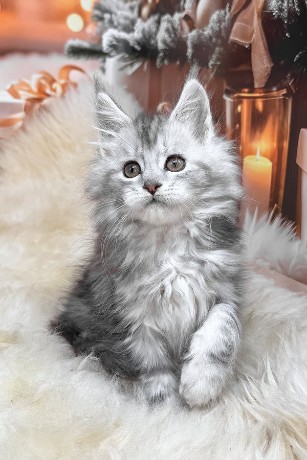 Hannah | Maine Coon Kitten