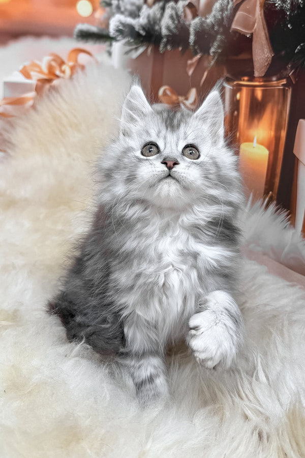 Hannah | Maine Coon Kitten