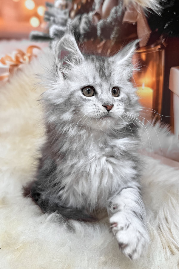 Hannah | Maine Coon Kitten
