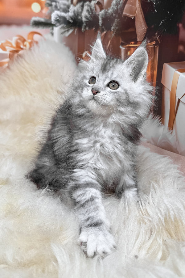 Hannah | Maine Coon Kitten