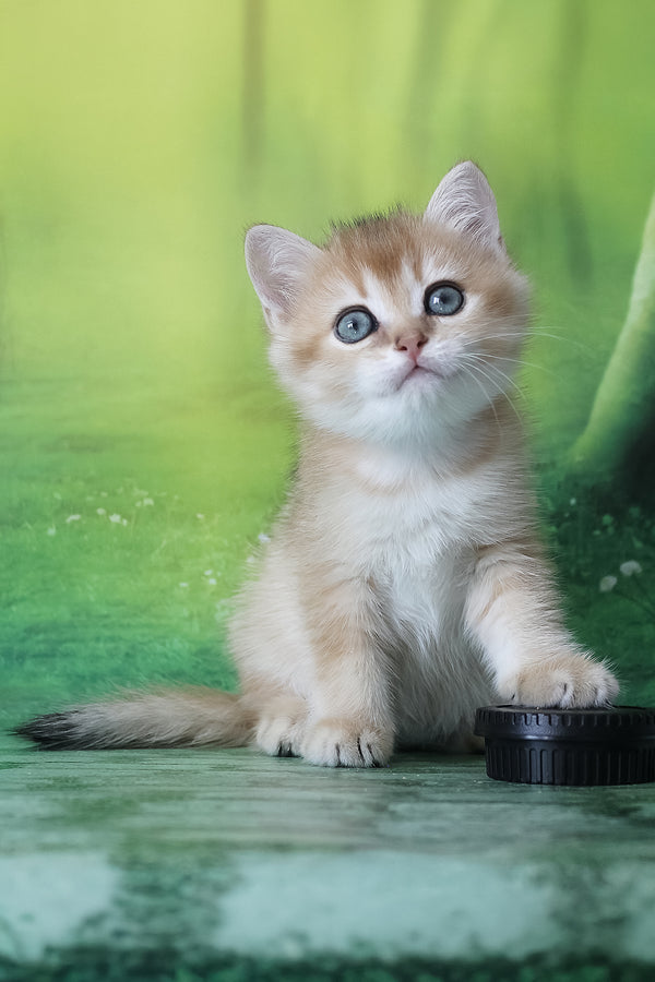 Harley | British Shorthair Kitten
