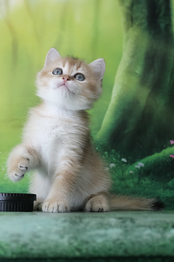 Harley | British Shorthair Kitten