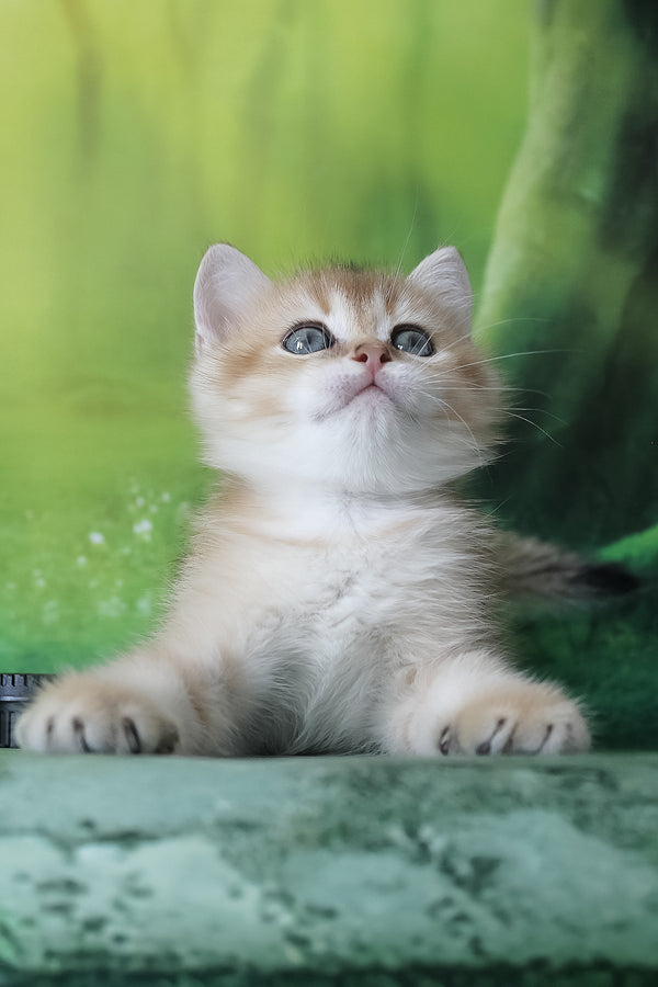 Harley | British Shorthair Kitten