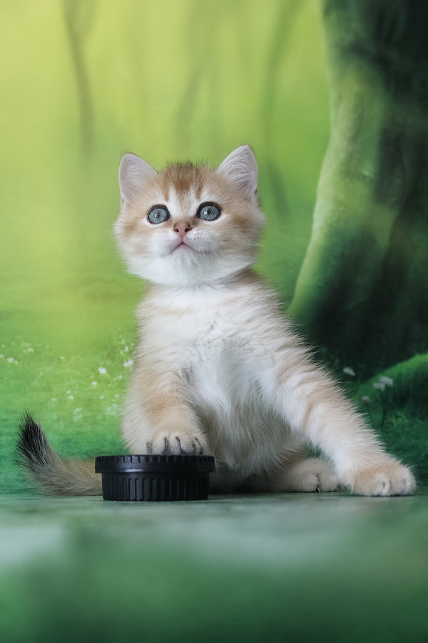 Harley | British Shorthair Kitten