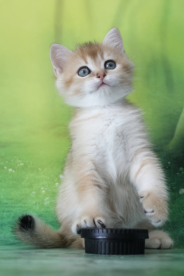 Harley | British Shorthair Kitten