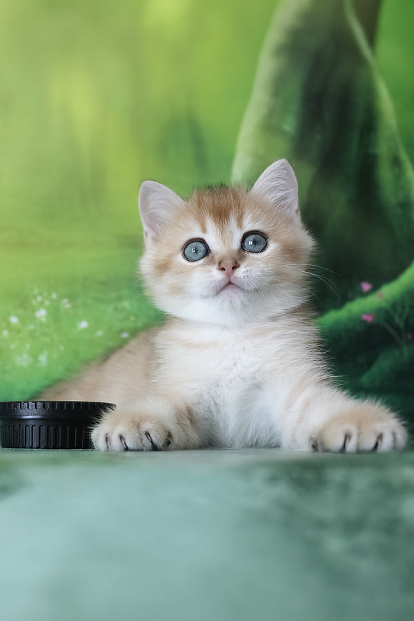 Harley | British Shorthair Kitten