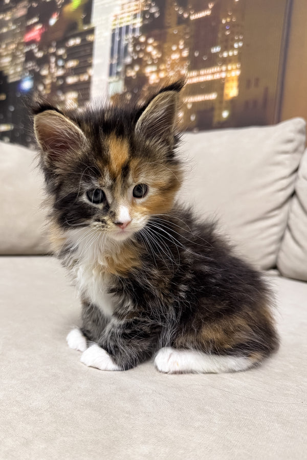 Hayley | Maine Coon Kitten