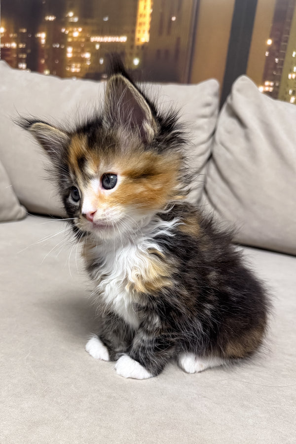 Hayley | Maine Coon Kitten