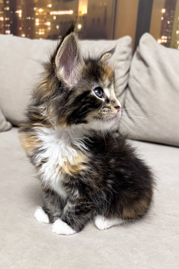 Hayley | Maine Coon Kitten